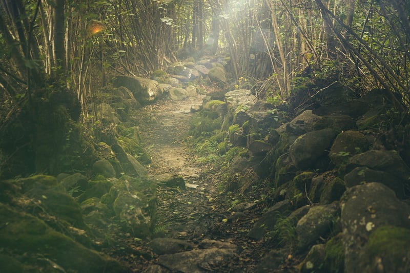 Enchanting Forest