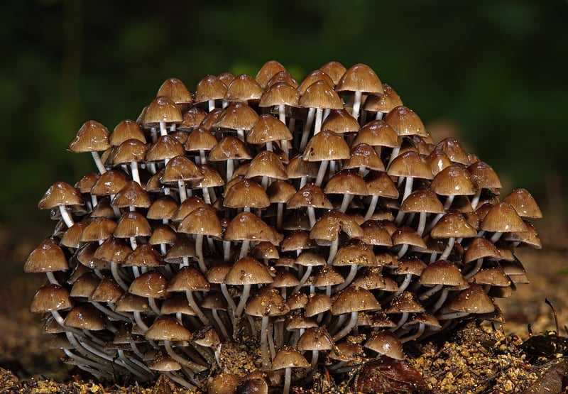 Forest Image