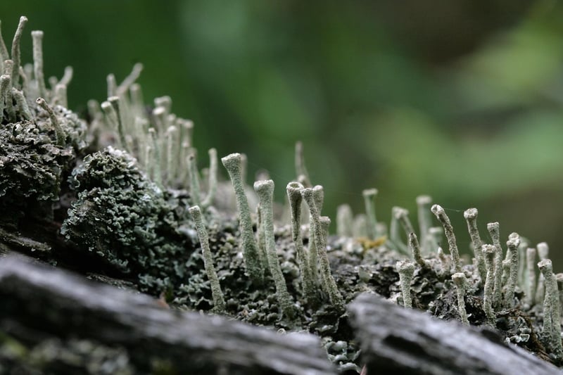 Mossy Pathway